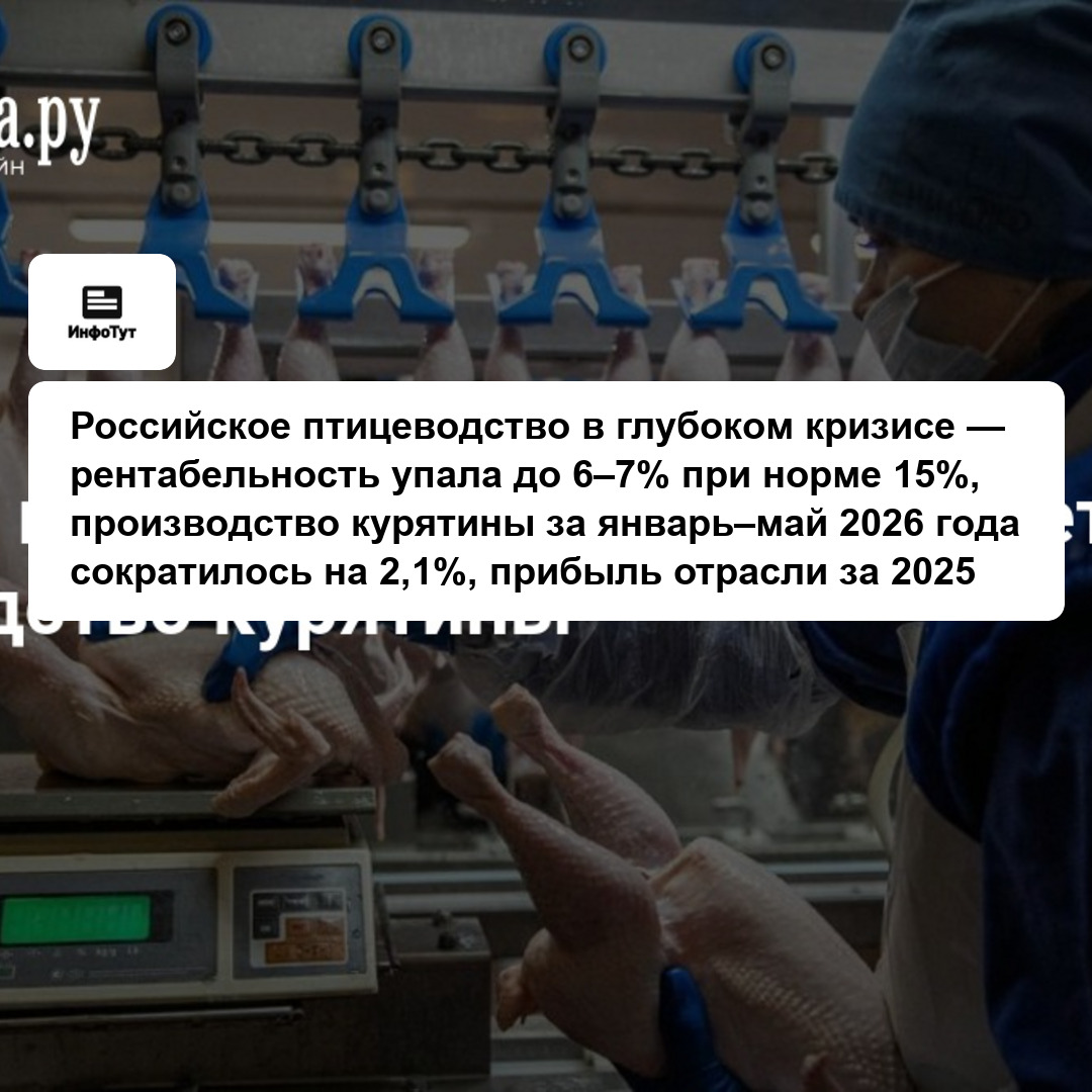 Российское птицеводство в глубоком кризисе — рентабельность упала до 6–7% при норме 15%, производство курятины за январь–май 2026 года сократилось на…